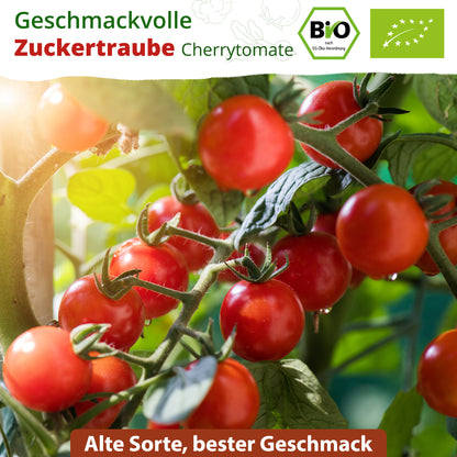 Bio-Tomate (Zuckertraube)